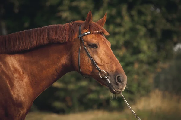 Portret konia w lecie — Zdjęcie stockowe