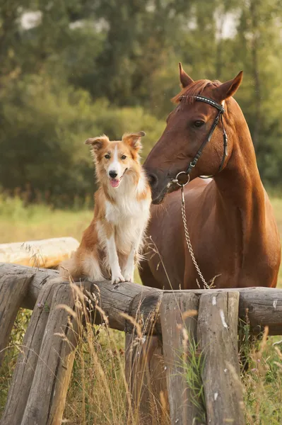 Rode Bordercollie hond en paard — Stockfoto