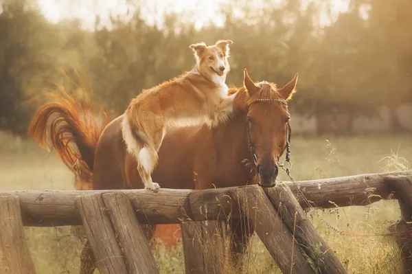 Red border collie dog and horse — Stock Photo, Image