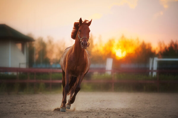 brown horse running at sunset