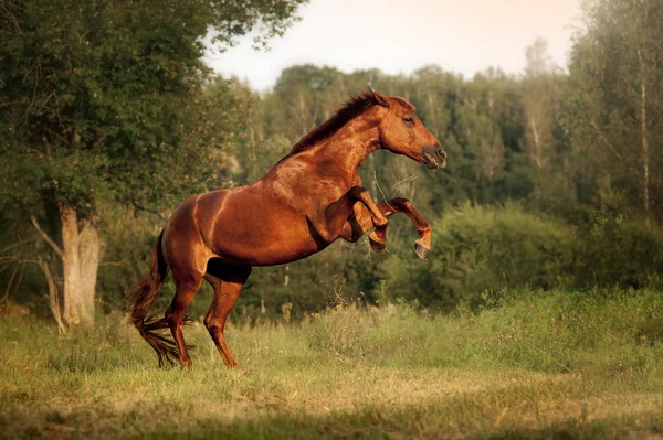 Beautiful bay horse rearing up — Stock Photo, Image