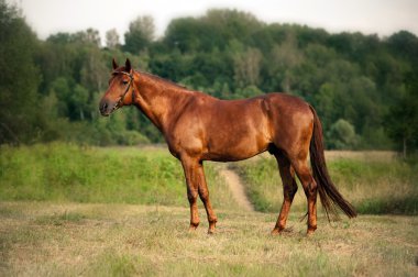karışık breed defne at ayakta