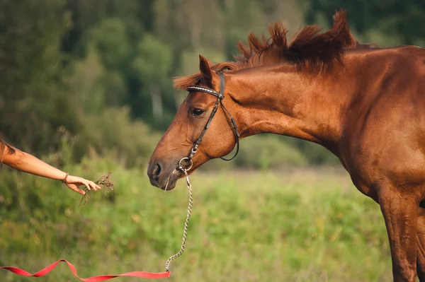 Flicka utfodring en häst hö — Stockfoto