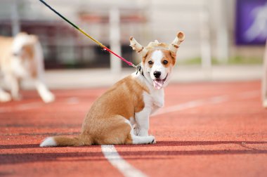 sevimli köpek yavrusu corgi