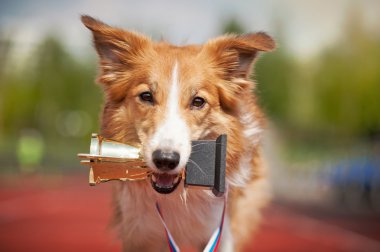 kenar kömür ocağı köpek WINS