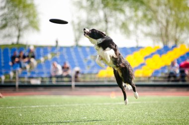 velshterer perro atrapar el disco volador