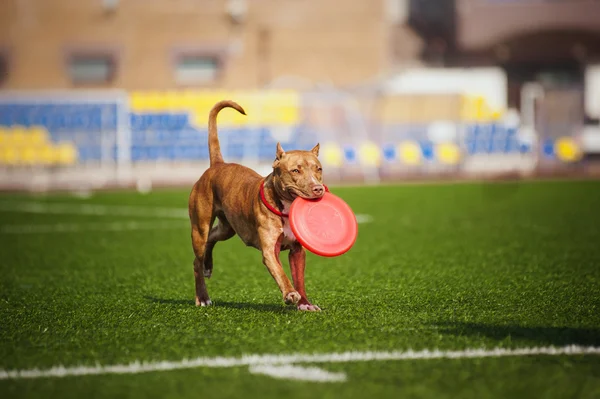 Pit Bull Terrier dog brings toy — Stock Photo, Image