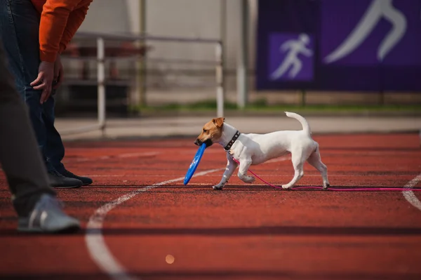 Jack Russell Terrier brings the flying disc — Stock Photo, Image