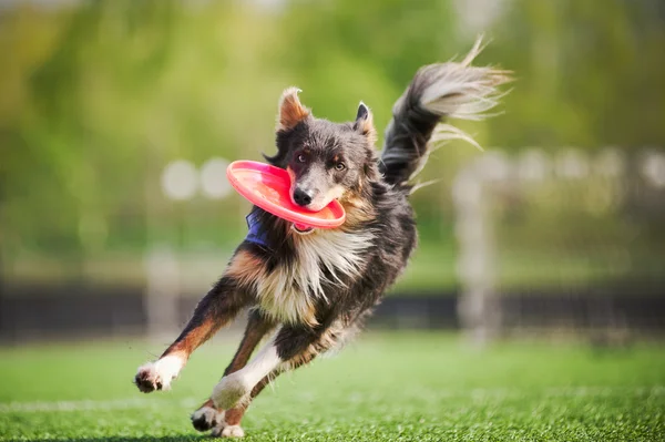 Border collie dog brings the flying disc — Stock Photo, Image