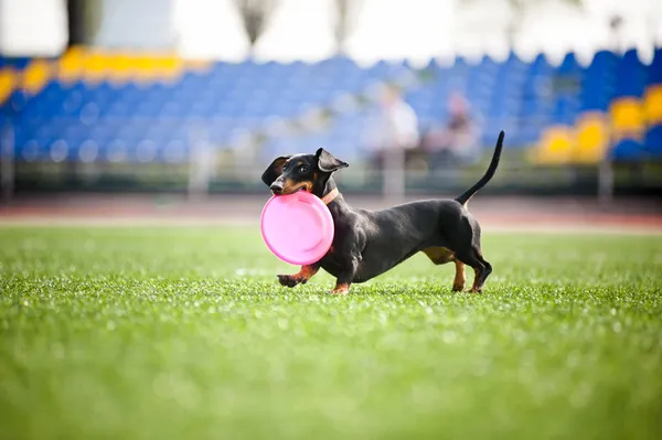 Dachshund dog brings the flying disc — Stock Photo, Image