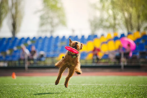 Velshterer hund att fånga flygande skivan — Stockfoto