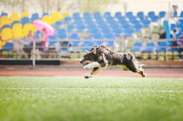 Çalışan sınır collie köpek — Stok fotoğraf