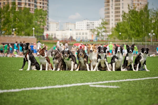 Muchos perros collie frontera juntos — Foto de Stock