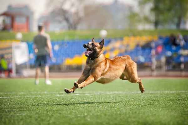 Belgian Shepherd dog running — Stock Photo, Image