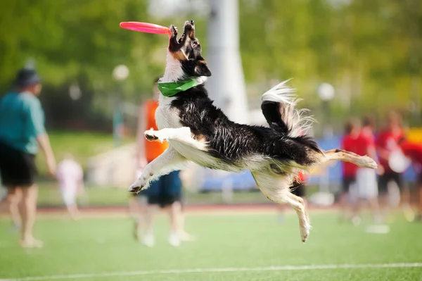 ボーダーコリー犬のフライング ディスクをキャッチ — ストック写真