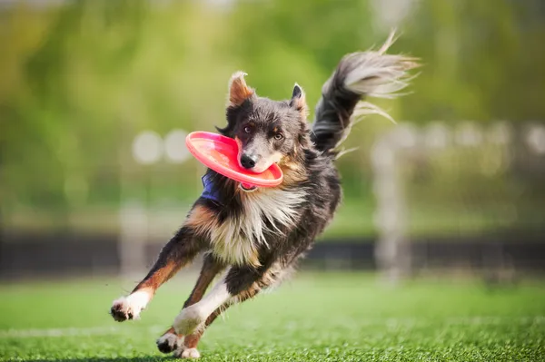 Пограничная колли-собака приносит летающий диск Лицензионные Стоковые Фото