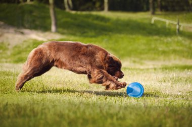 newfoundland köpek frizbi yakalamak