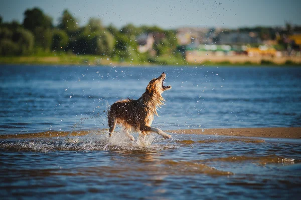 Perro captura salpicaduras de agua — Foto de Stock