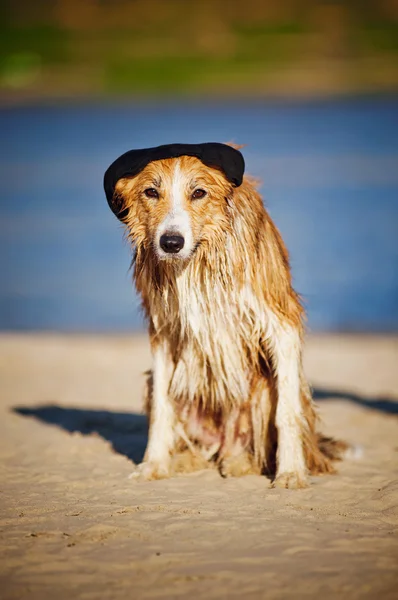 Fajny pies w czapkę na plaży — Zdjęcie stockowe