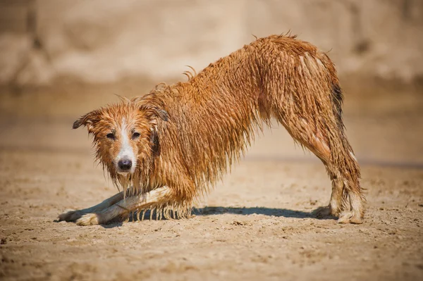 Dirty border collie dog — Stock Photo, Image