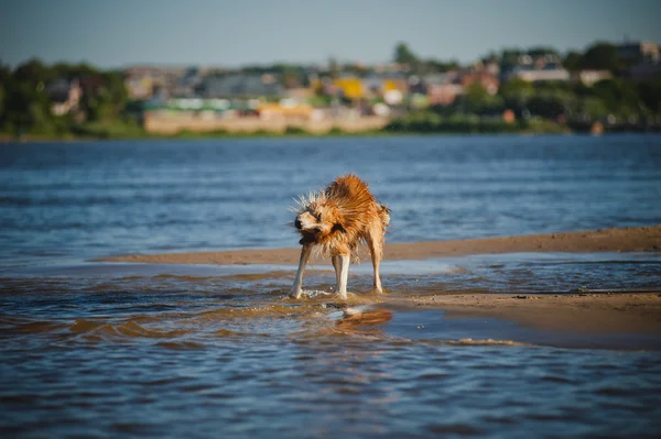 Lycklig hund skakar i vattnet — Stockfoto