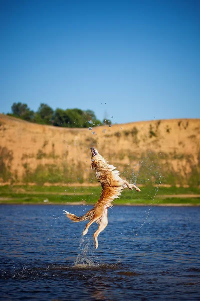 Happy dog jumping up in the water — Stock Photo, Image