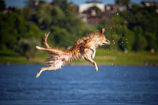 Lycklig hund hoppar upp i vattnet — Stockfoto