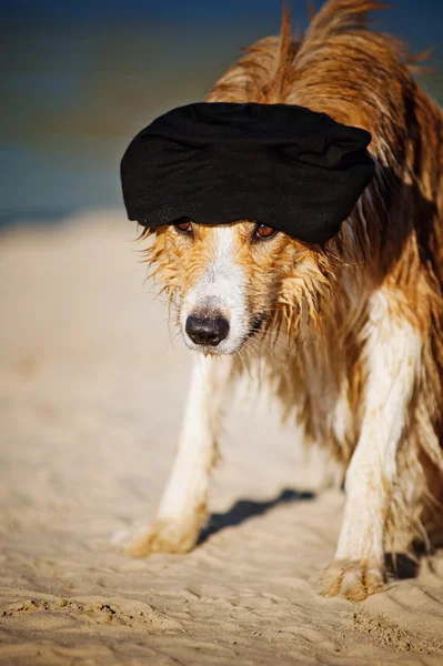 Cool hund i en mössa på stranden — Stockfoto