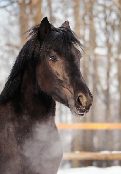 Hästen stående — Stockfoto