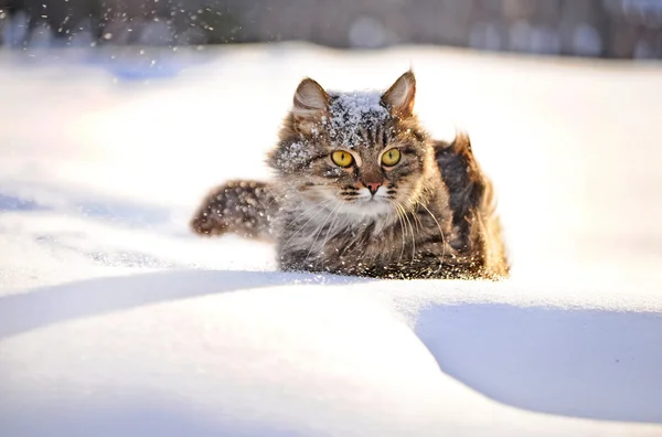 Γάτα το χειμώνα — Φωτογραφία Αρχείου