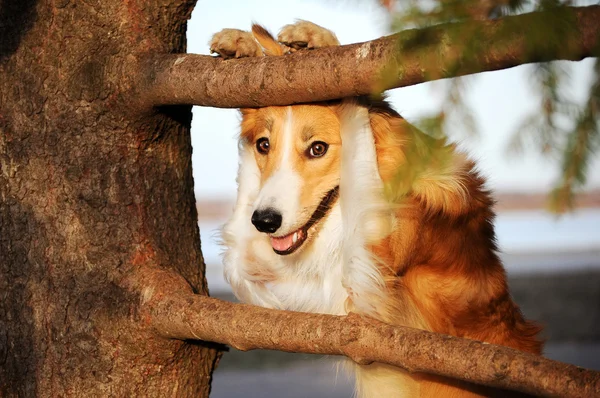 Funny border collie dog — Stock Photo, Image