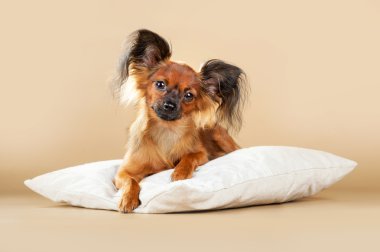 Puppies Russian toy terrier clipart