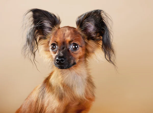 Welpen russischer Toy Terrier — Stockfoto