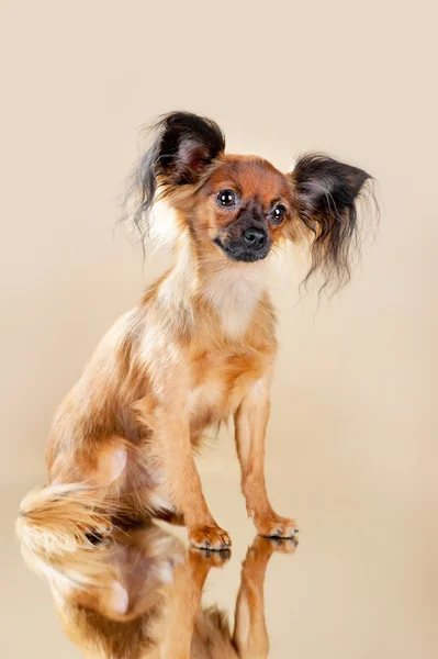 Puppies Russian toy terrier — Stock Photo, Image