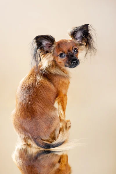 Welpen russischer Toy Terrier — Stockfoto