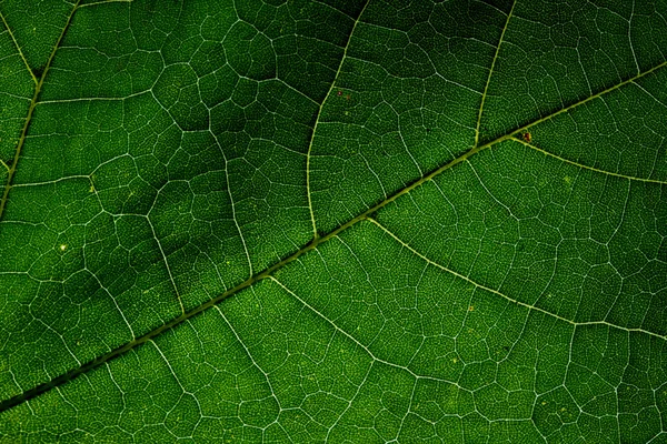 Upclose picture of a maple leaf Stock Image