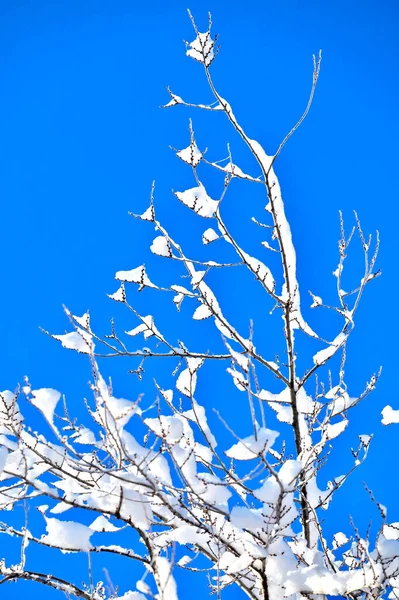 Ramas Árbol Invierno Cubierto Nieve Blanca Contra Cielo Azul Invierno — Foto de Stock