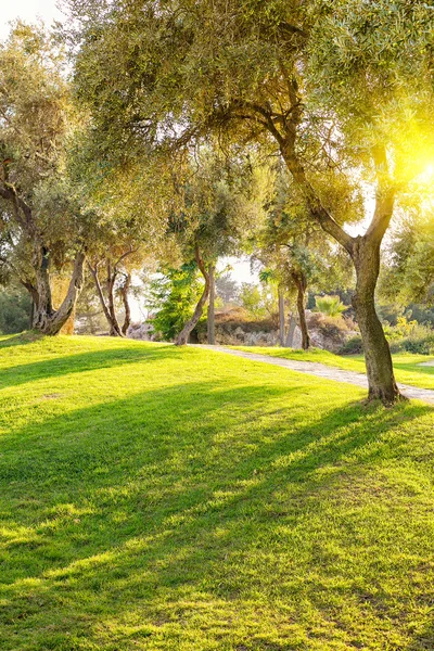 Lawn in city park under evening light Stock Photo