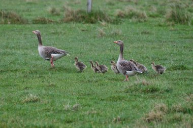 Çayırdaki aile kazı.