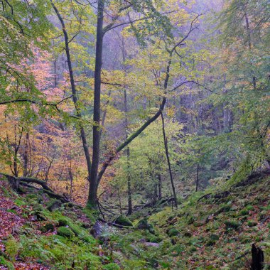 Renkli ormanda sonbahar.