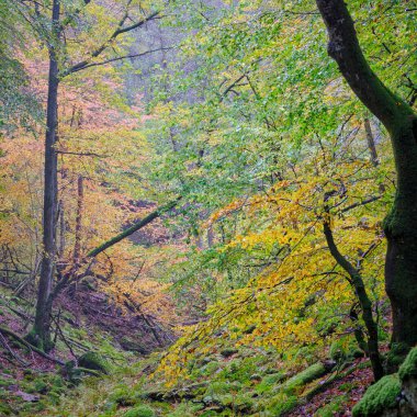 Ormanın içinde renkli sonbahar