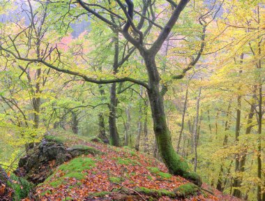 Sonbahar rengarenk ormanda