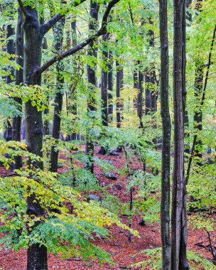 Renkli ormandaki ağaçlar