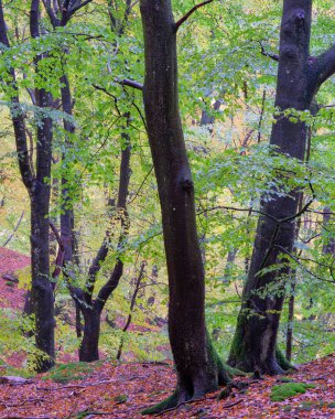 Renkli ormandaki ağaçlar