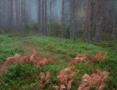 Ormandaki sonbahar ormanı