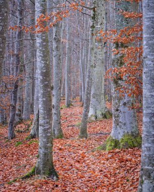 Ormanda sonbahar portakal yapraklarıyla
