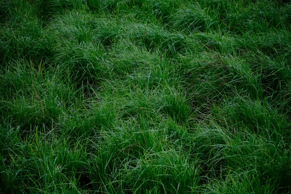 高绿色湿草本植物 — 图库照片