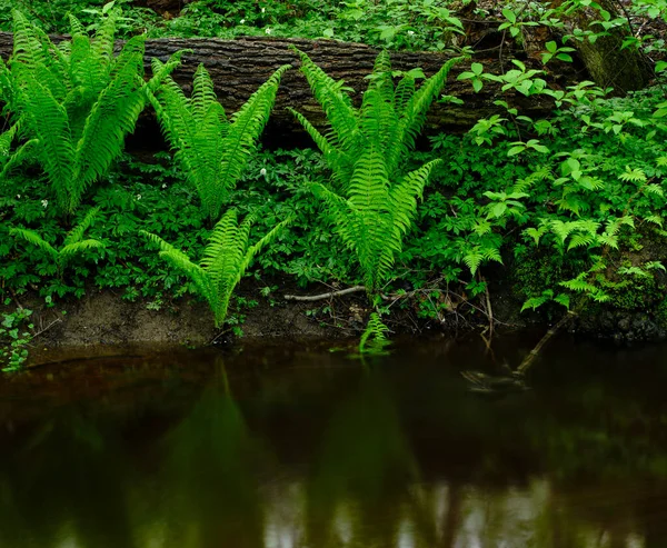 水の中の緑のシダ — ストック写真