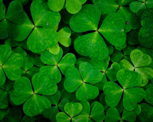 Yeşil üç yapraklı yoncaya yakın plan