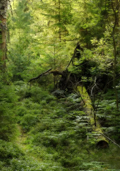 Bosque Musgoso Con Árbol Viejo Contraluz — Foto de Stock